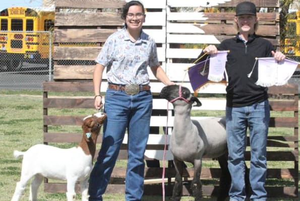 Fresh off livestock show, Coolidge FFA seeks support at County Fair