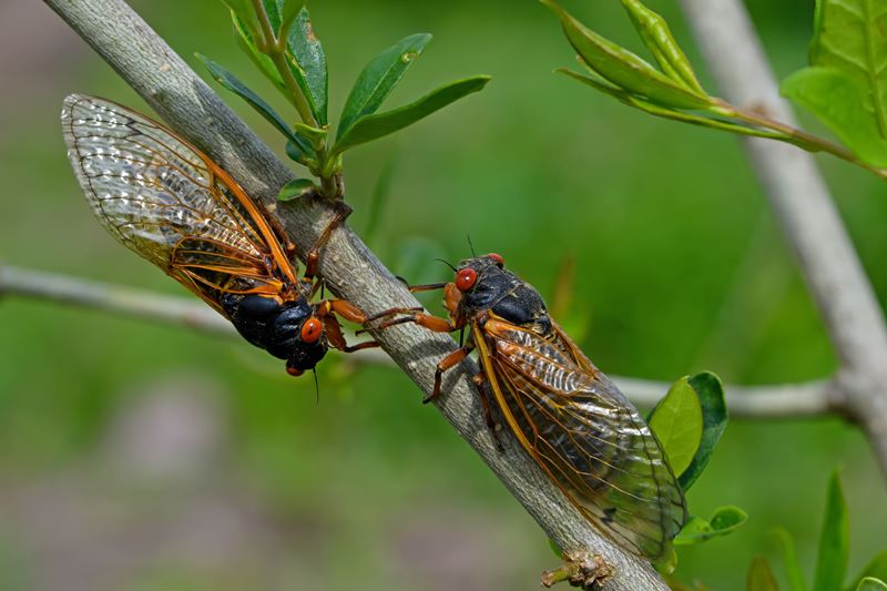 Test your knowledge on Cicadas