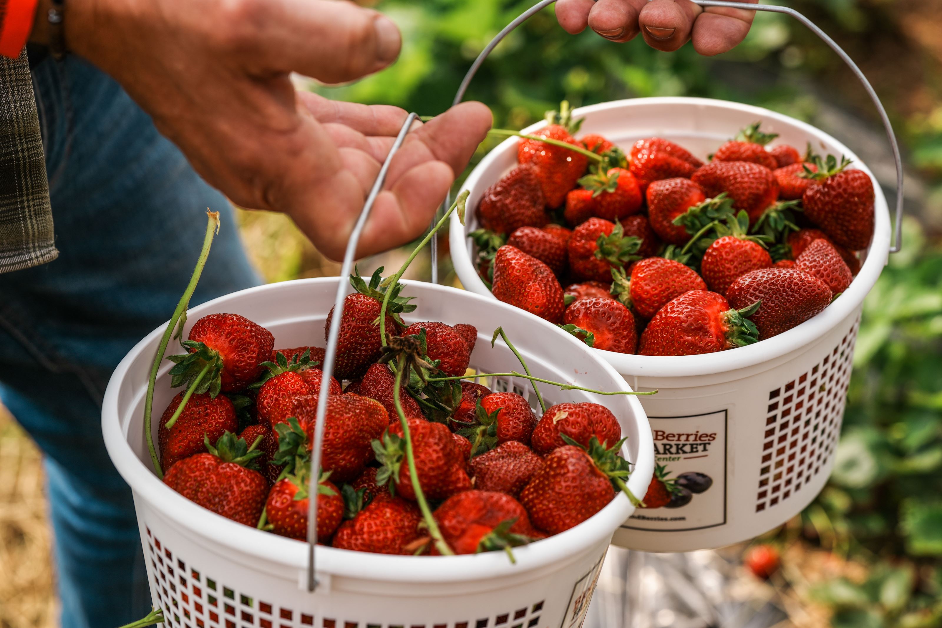 Strawberry Days is now open at Blooms & Berries through June 2!