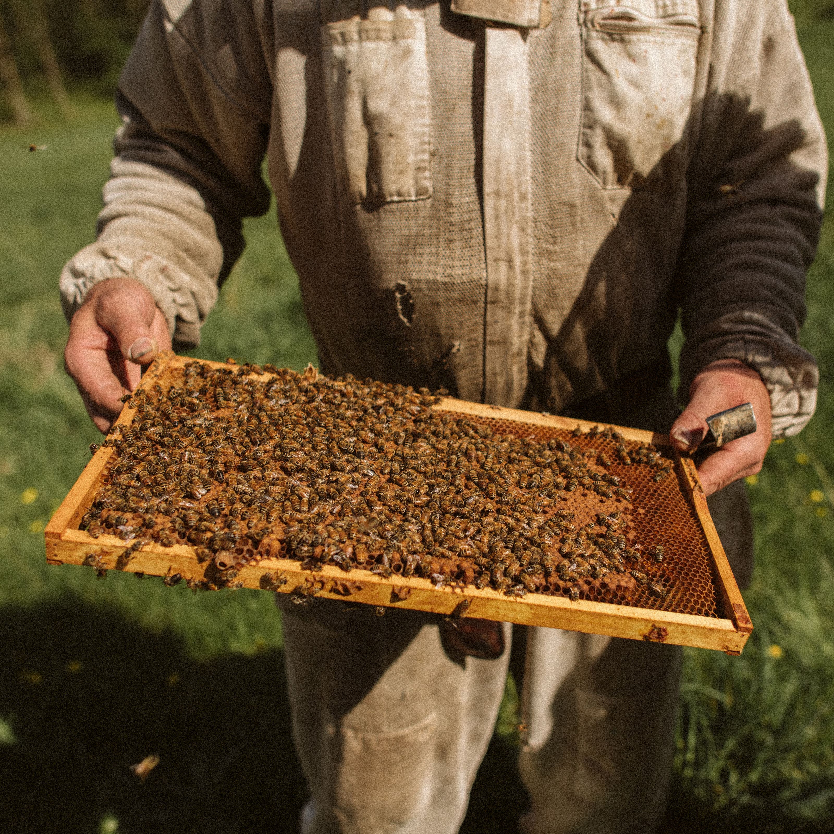 Tim Woller wears a stained white beekeeping suit. He holds a wooden beehive frame covered in honeybees.