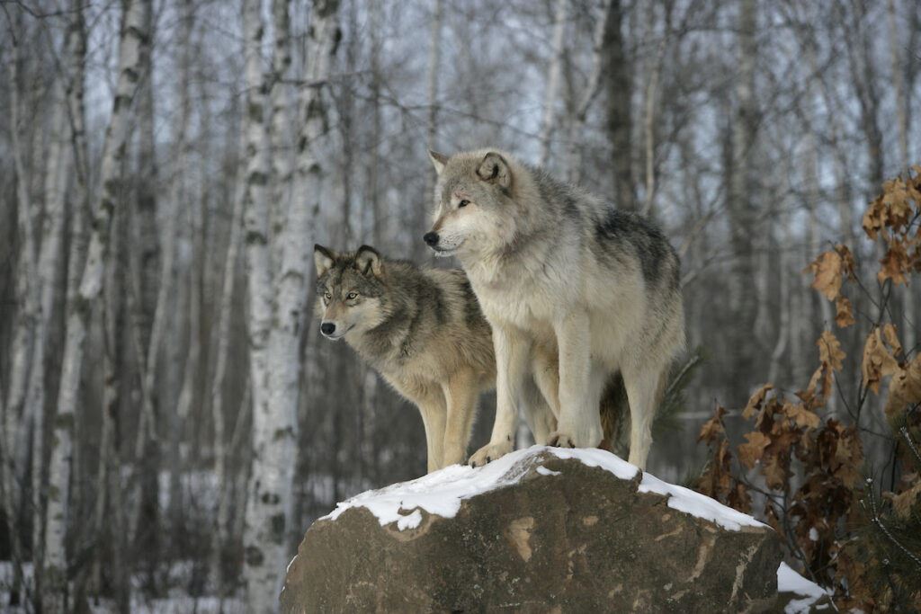 wolves 