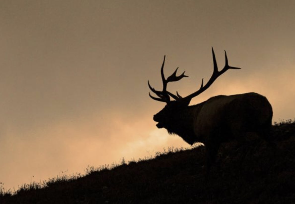 elk