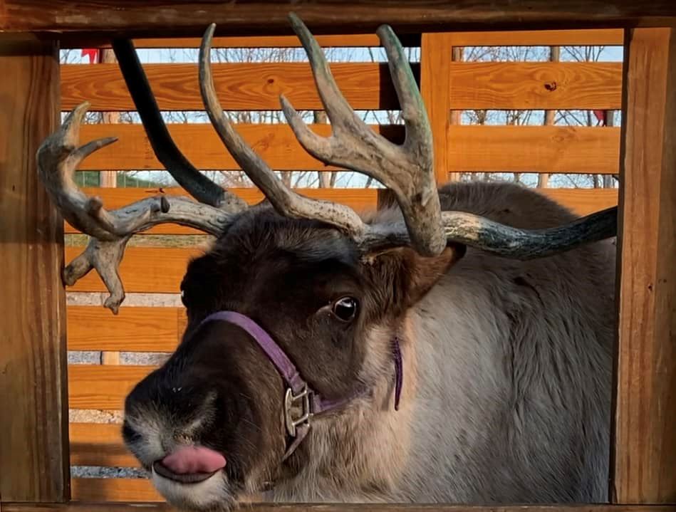 reindeer