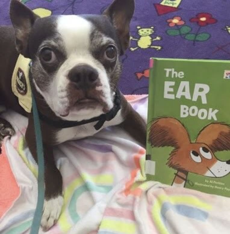 library dog