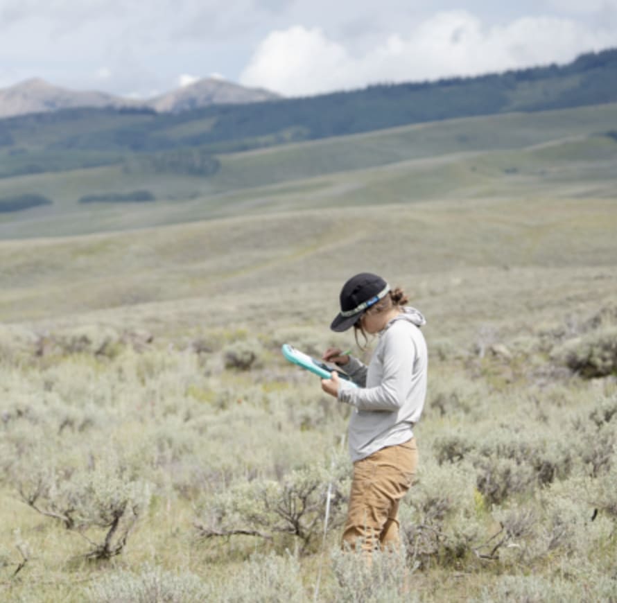 sage grouse study