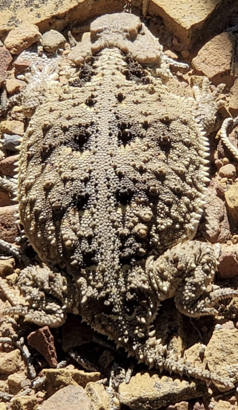 lizard