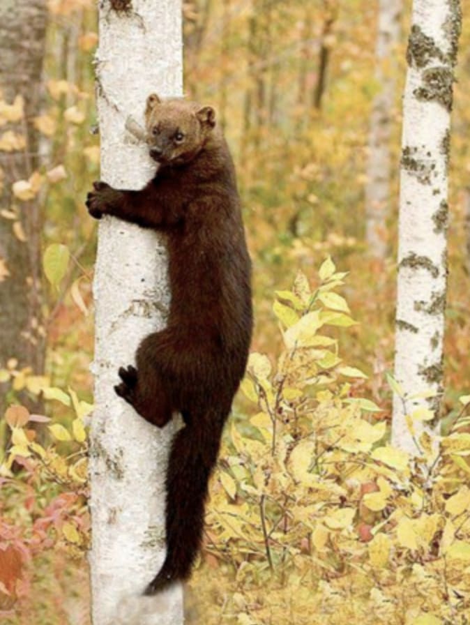 fisher cat