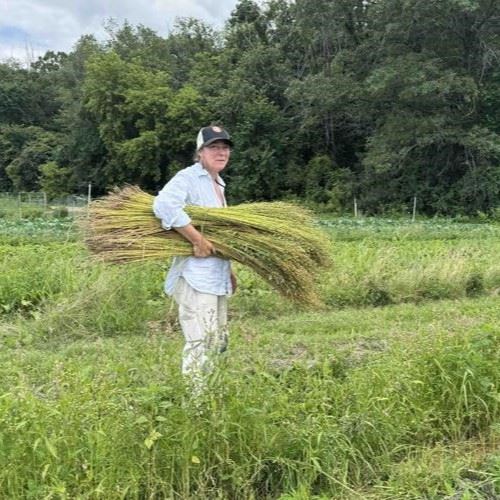 Leslie Schroeder harvests flax she's growing for textile fiber.