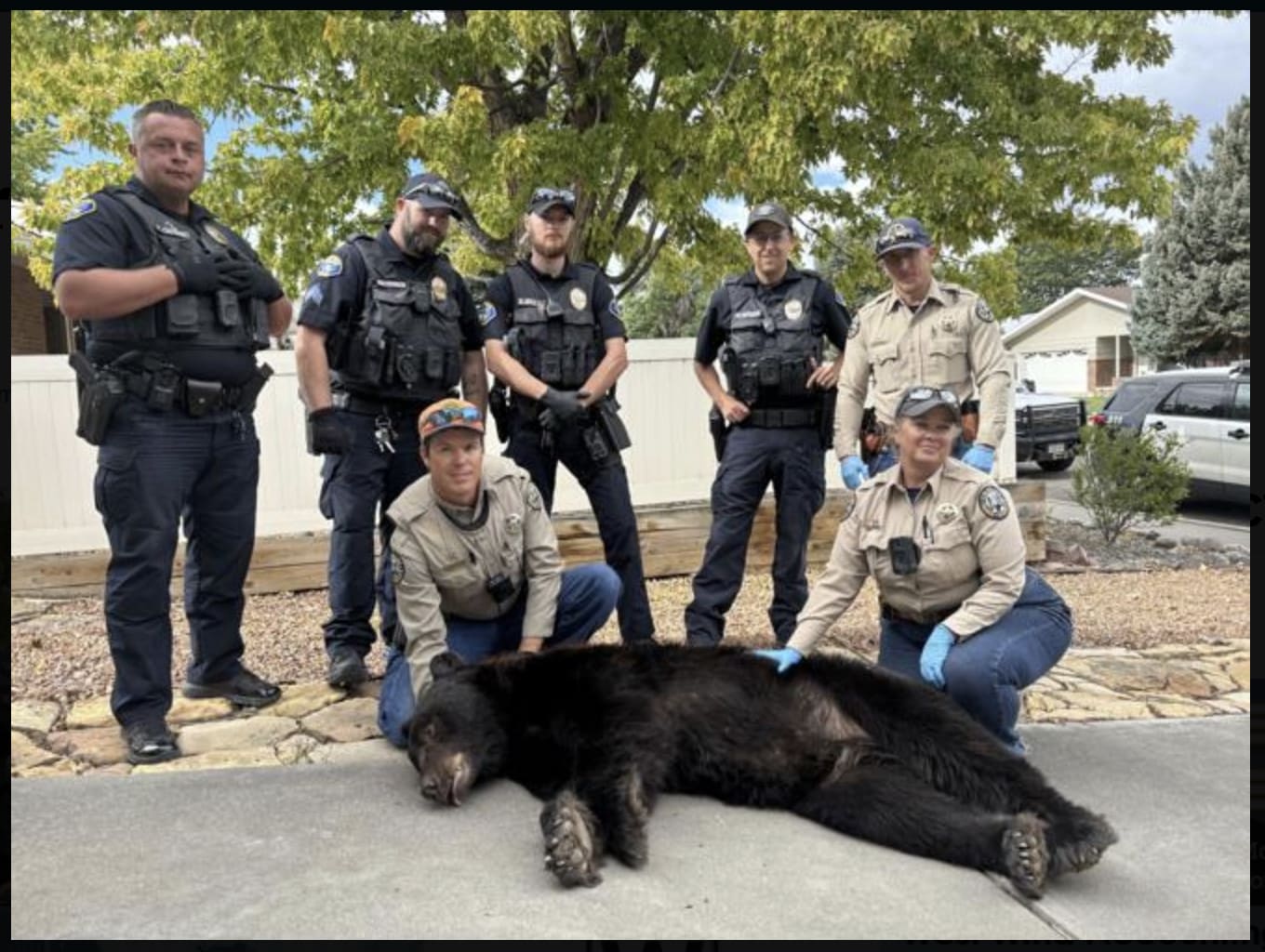 bear