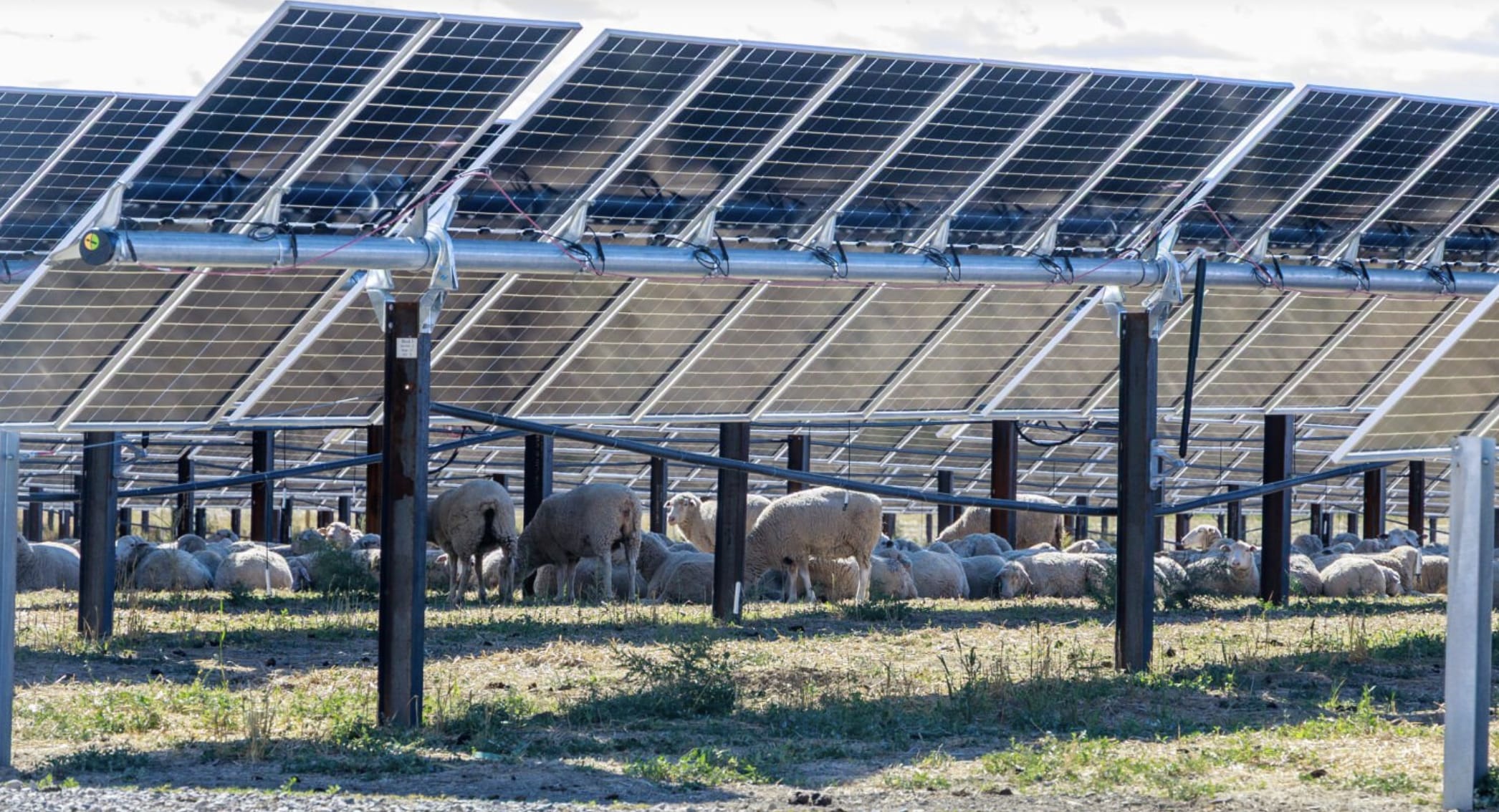 solar sheep