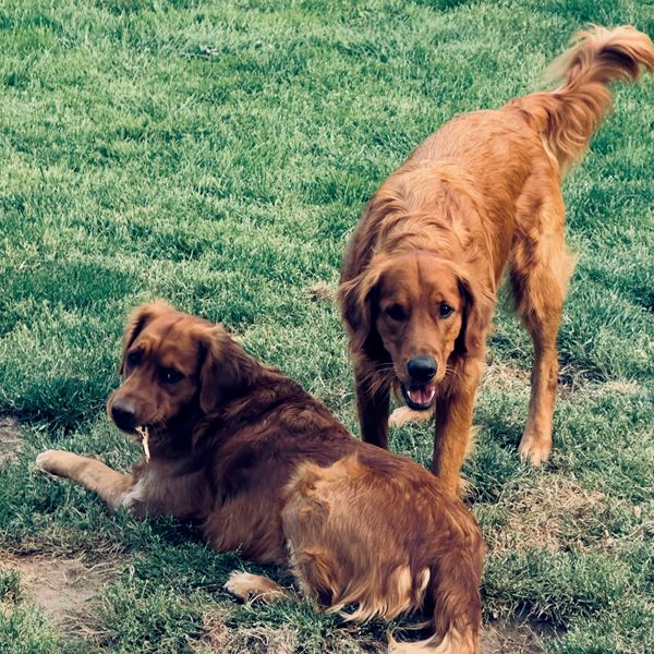 natural balance dog food near me Natural Balance Original Carrot, Beef & Potato Wet Dog Food