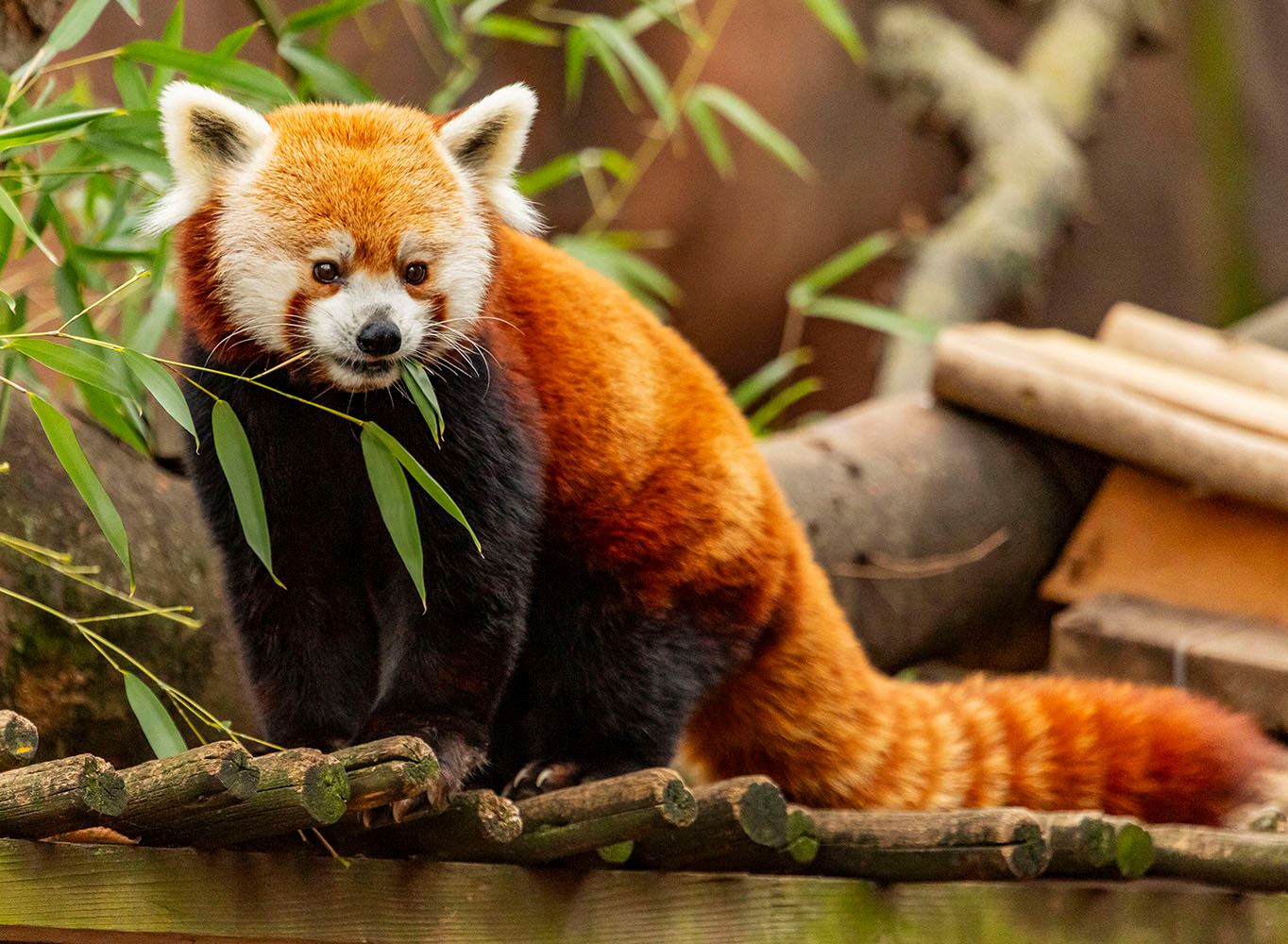The Indianapolis Zoo promotional image