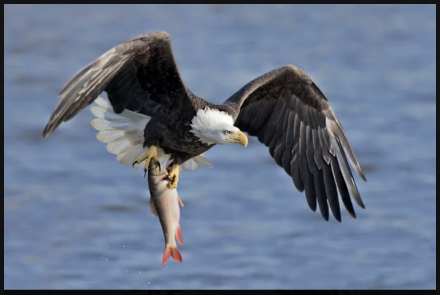eagle
