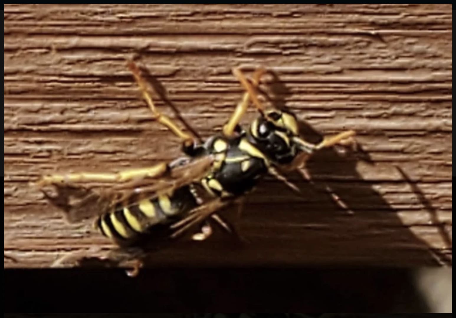 yellowjacket