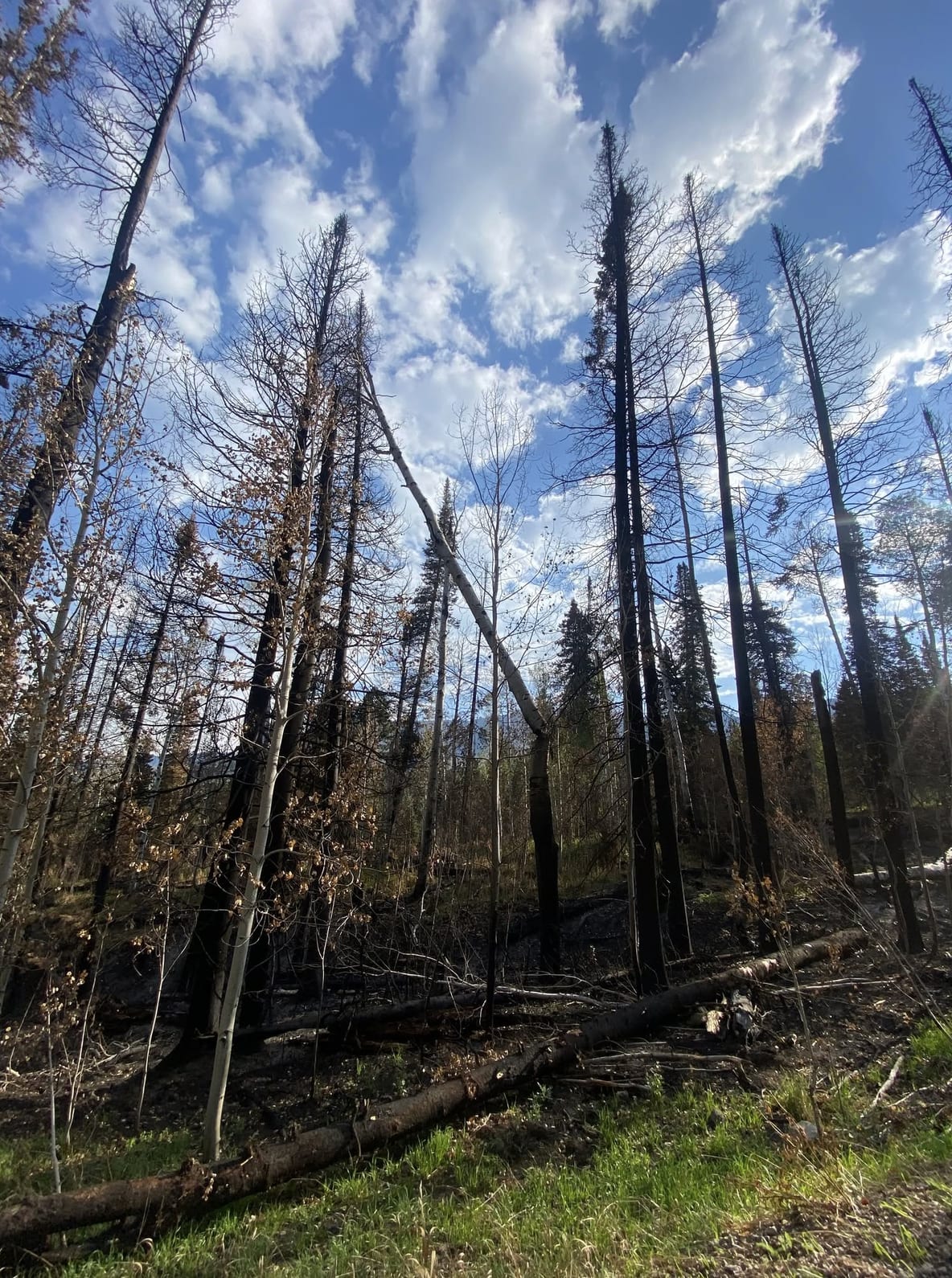 gold mountain fire