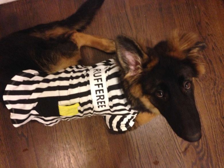 Our Halloween Pet Costume Contest got hundreds of entries: Here